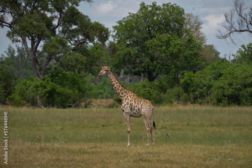 Photography Eine Giraffe mit prächtiger Musterung in der Savanne des Okavango Delta in Botsw