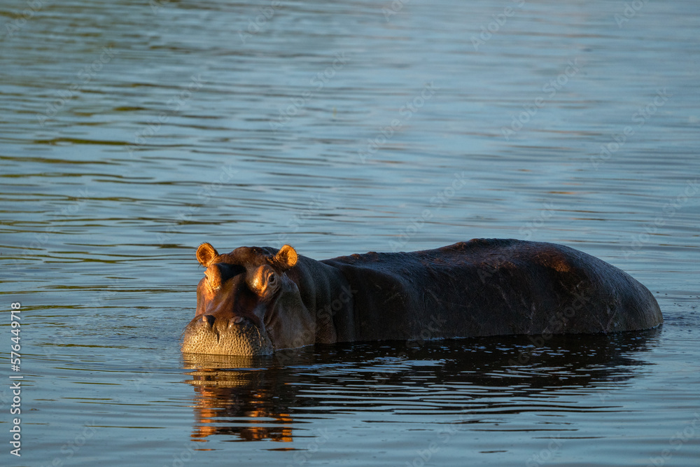 Fototapeta premium Ein Nilpferd / Flusspferd / Hippo steht in einem See während der untergehenden Abendsonne im Okavango Delta, Botswana, Afrika