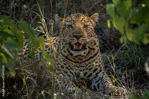 Ein Leopard mit auffallender Musterung sitzt im Unterholz im Schatten eines Baumes in Botswana  Afrika