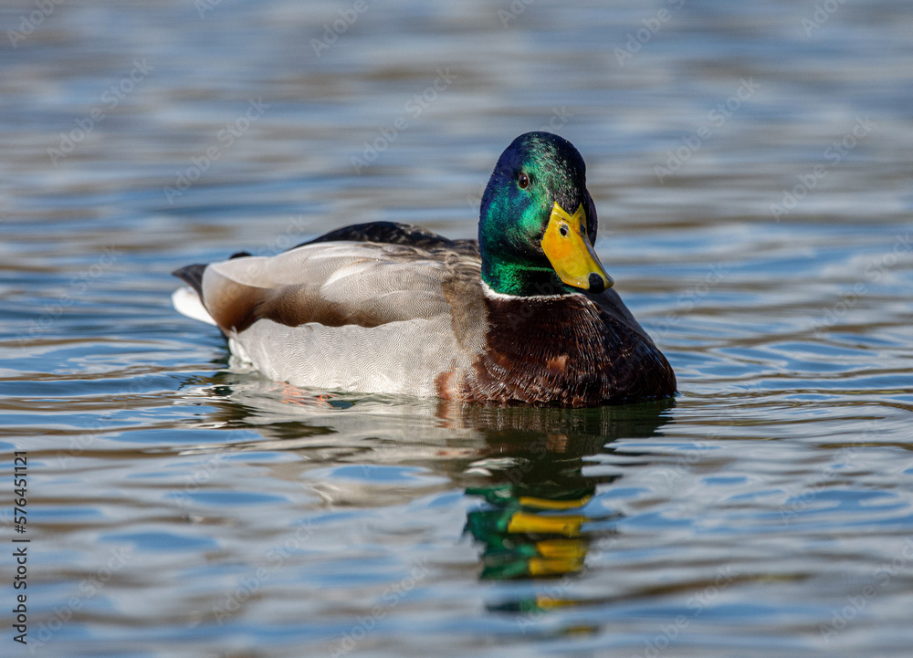 Obraz premium duck on the water