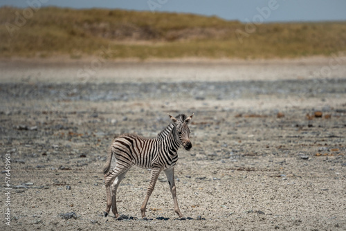 Ein junges Zebrababy steht im Makgadikgadi Pans National Park in Botswana  Afrika 