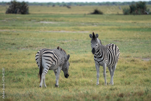 Zwei Zebras auf einer grünen Wiese im Makgadikgadi Pans National Park in Botswana, Afrika © Lars