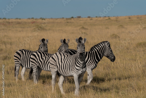 F  nf Zebras im Grasland der Savanne im Makgadikgadi Pans National Park in Botswana  Afrika
