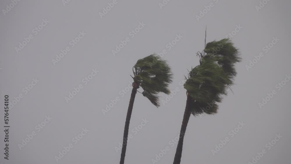 Heavy wind gusts blow and bend a trio of tall palm trees during a powerful storm.