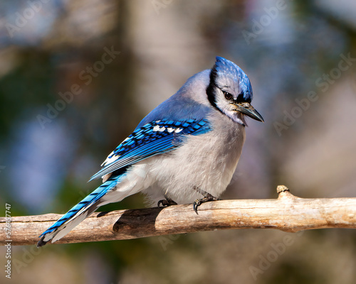 Blue Jay Photo and Image. Close-up side view, perched on a tree branch with blur background in its environment and habitat surrounding. Jay picture. Jay Portrait. ©  Aline