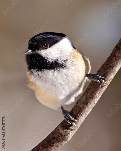 Chickadee Photo and Image. Close-up profile front view perched on a tree branch with blur background in its envrionment and habitat surrounding.