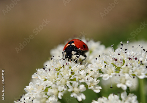 Macro photography of a ladybug perched on a white flower with pollen clinging to the body, springtime environment © ajcsm