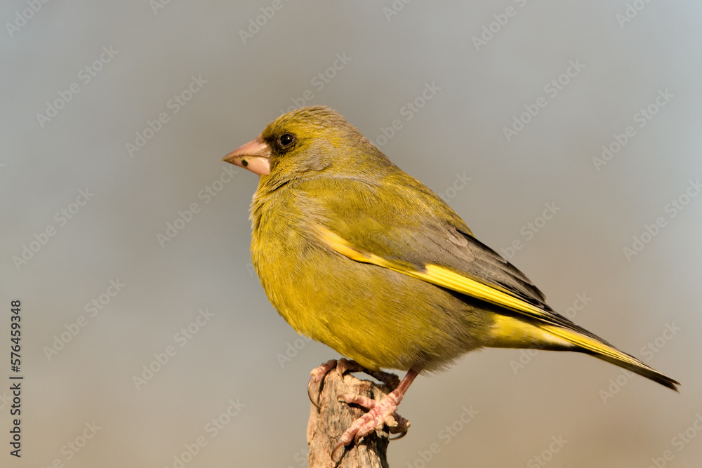 verderón europeo o verderón común macho posado en una rama en el bosque​ (Chloris chloris)​