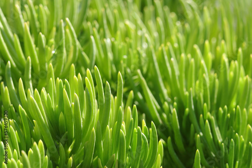 Natural green grass plants in spring. Cover page greenery. Environment ecology wallpaper. Spring background. Abstract green background. Pattern textured background. Screensaver to phone computer. 