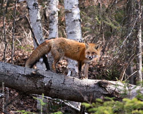 Red Fox Photo Stock. Fox Image. Standing on a log  in the spring season with forest background in its environment and habitat displaying teeth and tongue. Picture. Portrait. Photo.