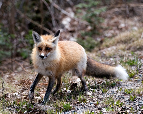 Red Fox Photo Stock. Fox Image.  Close-up profile side view looking at camera with a blur foliage background in its environment and habitat.  Picture. Portrait. ©  Aline