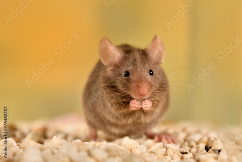 ratón común jugando en su jaula con fondo pastel