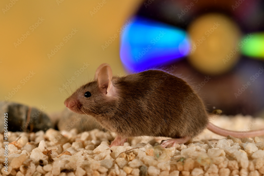 ratón común jugando en su jaula con fondo de colores ratón común jugando en su jaula con fondo de colores