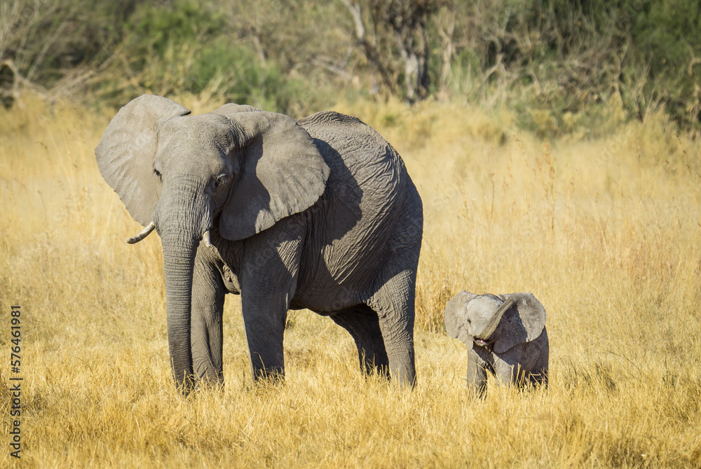Fototapeta premium baby elephant and mother standing in grasses