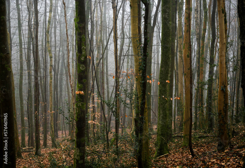The ancient beech woods of Fforest Fawr .