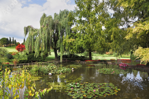  Shallow pond, trees and flowers photo