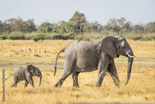 Photography baby elephant following its mother