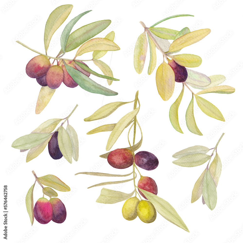 Obraz premium Illustration of olive branches with fruits on a white background, isolated image.