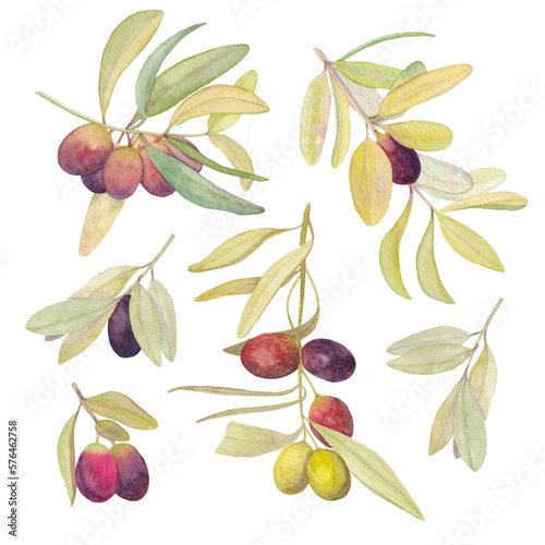 Wallpaper Mural Illustration of olive branches with fruits on a white background, isolated image. Torontodigital.ca