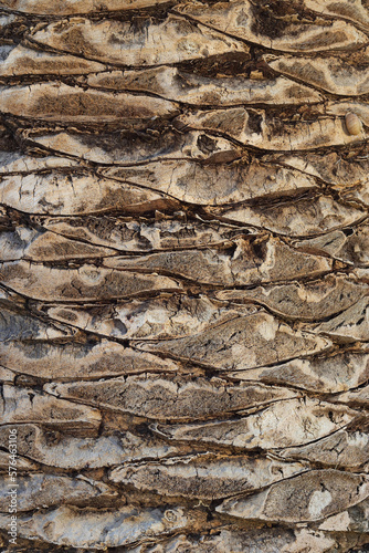 Palm Tree trunk detail of the background pattern. Palm tree trunk texture. Cracked bark of old tropical Palm trees. Upper trunk detail of Palm tree background texture pattern. Exotic travel.