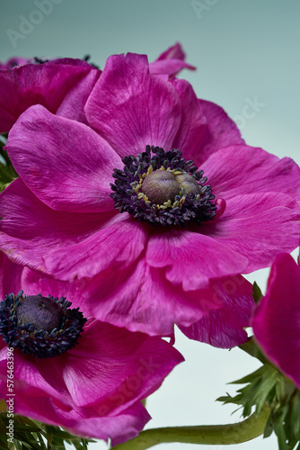 A large purple anemone flower on a light background.