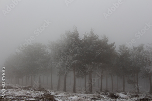 Snow covered pine trees. Views of the winter pine forest. Snowy landscape on a cloudy day