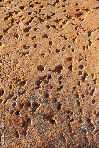 Fossils in the Rock at Navajo National Monument