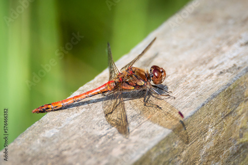 Common Darter dragonfliy on the rail of a wooden bridge