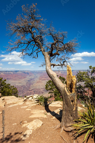 Windswept Dead Tree at Grand Canyon National Park