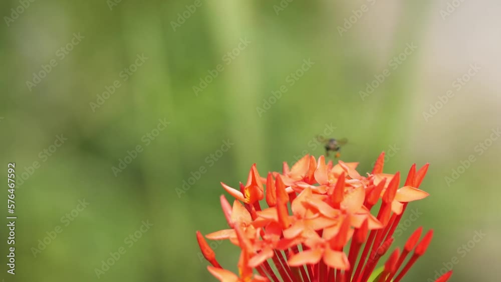The stingless bee landed on the ixora flower and then flew and then landed again The stingless bee landed on the ixora flower and then flew and then landed again