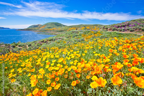 Stunning and colorful wildflower bloom at Diamond Valley Lake in Riverside County  one of the best place to see California wildflowers