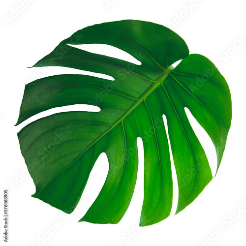 A leaf of a tropical Monstera Deliciosa, with the veins clearly visible.