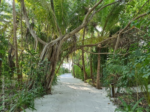 Path in the jungle. Maldivian island. 