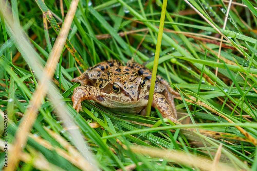 Obraz premium Frog in Norway