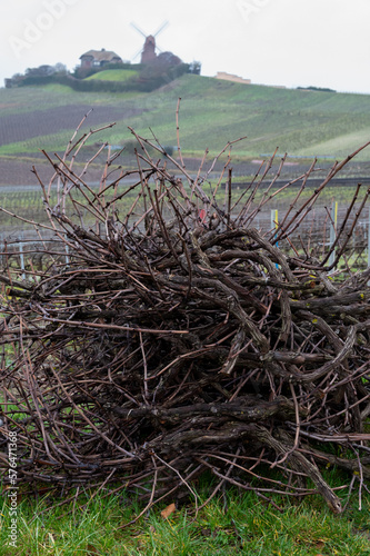 Winter works on Champagne gran cru vineyards near Verzenay village at winter, pruning vine branches, Champagne, France