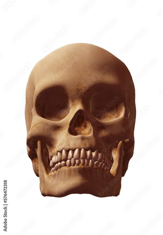 Obraz premium skull, head