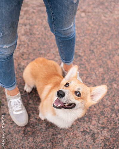 Pale Welsh Corgi look at owner. Pet walking with girl in the city. Outdoor portrait of dog top view. 