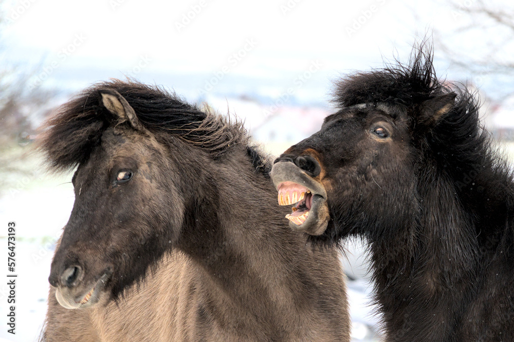 portrait of  beautiful icelandic horses playing together wild