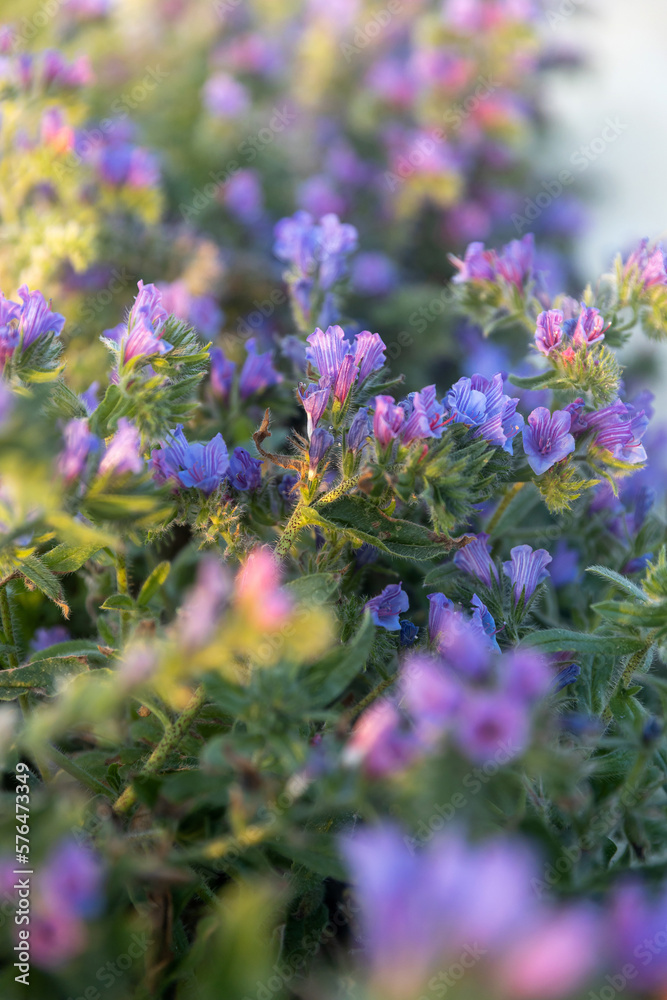 Obraz premium Echium plantagineum in the rays of the setting sun near the Mediterranean Sea. Flora of Israel.