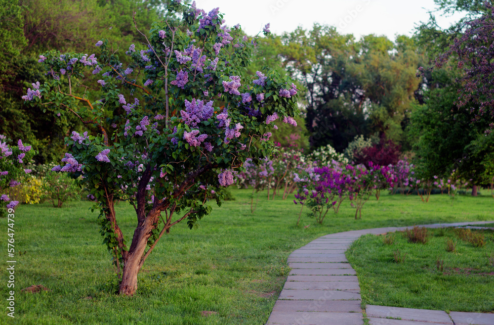 Blossoming decorative purple lilac Syringa tree in park
