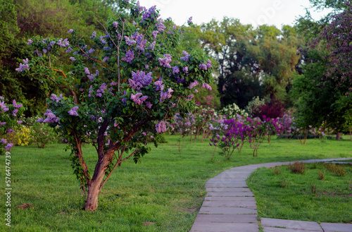 Blossoming decorative purple lilac Syringa tree in park