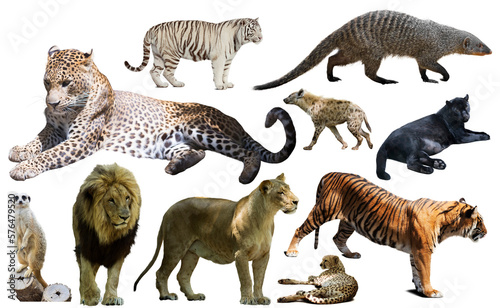 Set of wild mammals isolated over white background  mainly Felidae