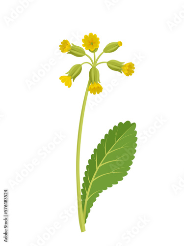 Vector illustration, Primula veris, cowslip, or primrose cowslip, herb plant, isolated on white background. photo