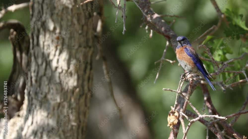 A Western Bluebird perches in the branches of a Gambel oak tree for a few seconds before flying away to the left, on a sunny summer day in the mountains of Southern Utah, USA. A Western Bluebird perches in the branches of a Gambel oak tree for a few seconds before flying away to the left, on a sunny summer day in the mountains of Southern Utah, USA.