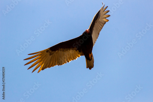 vulture flying in Venezuela