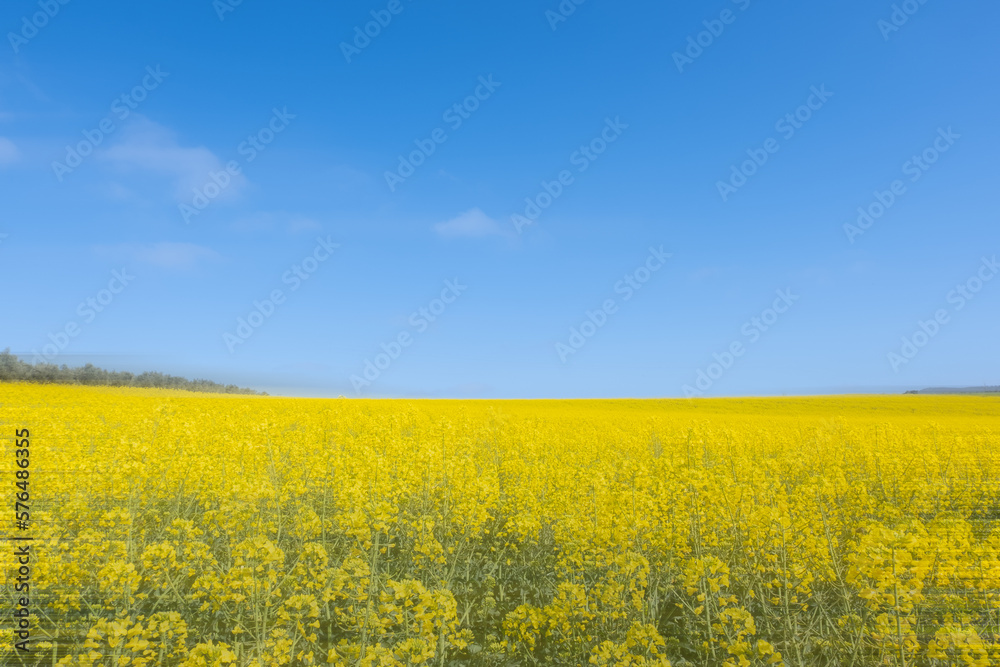 Campos de flores amarillas sobre un cielo azul forman la bandera de Ucrania.