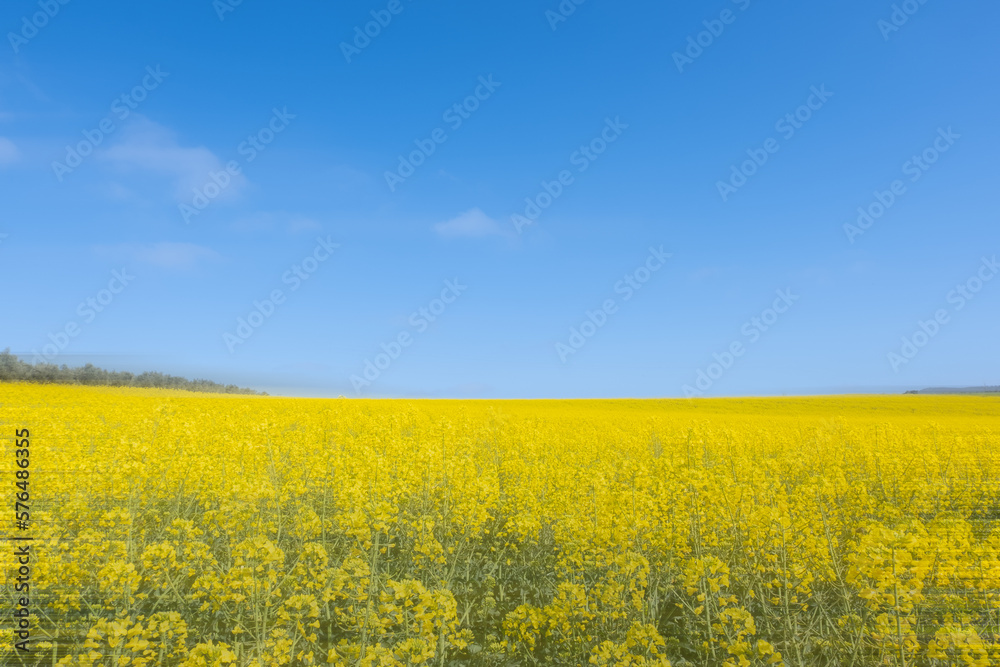 Campos de flores amarillas sobre un cielo azul forman la bandera de Ucrania. Campos de flores amarillas sobre un cielo azul forman la bandera de Ucrania.