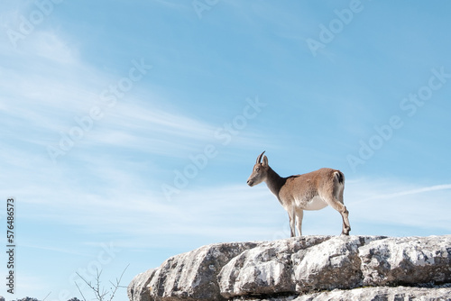 Cabra montesa sobre cielo azul en paisaje rocoso. photo