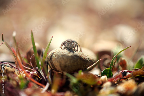 Jumping spider on a stone