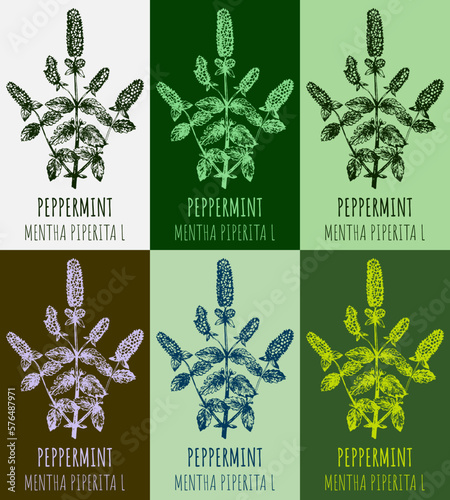 Set of vector drawings of peppermint in different colors. Hand drawn illustration. Latin name MENTHA PIPERITA L. 